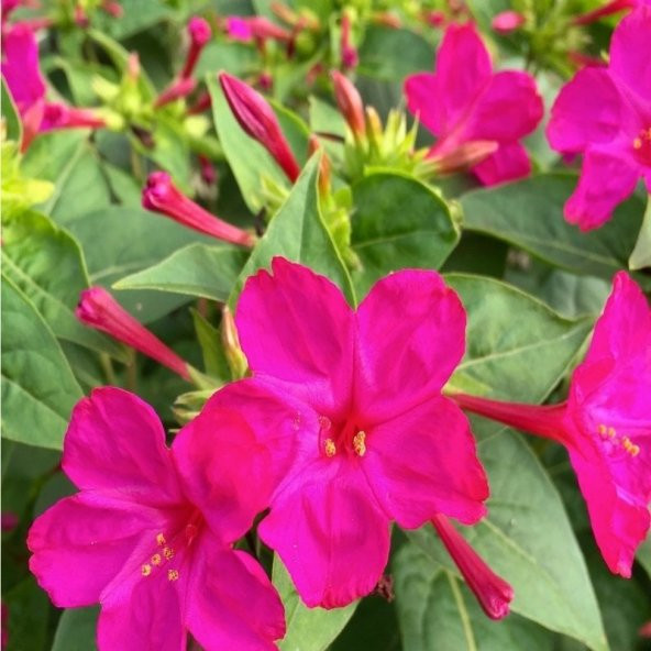 Violet Pink Akşam Sefası Çiçeği Tohumu(20 tohum)