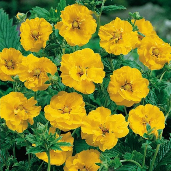 Soğuklara Dayanıklı Katmerli Yellow Beauty Geum Çiçeği Tohumu(20 tohum)