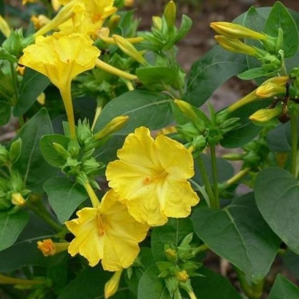 Sarı Rüya Yellow Akşam Sefası Çiçeği Tohumu(20 tohum) - 5