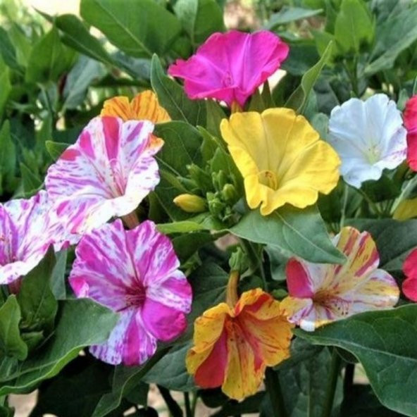 Bicolor Mixed Akşam Sefası Çiçeği Tohumu(20 tohum) - 5
