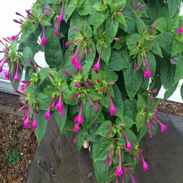 Violet Pink Akşam Sefası Çiçeği Tohumu(20 tohum) - 7