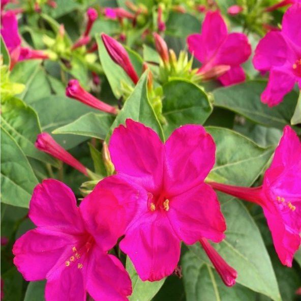 Violet Pink Akşam Sefası Çiçeği Tohumu(20 tohum) - 11