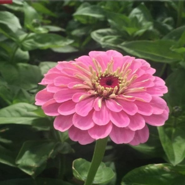 Super Yoga Rose Zinya Çiçeği Tohumu(40 tohum) - 5