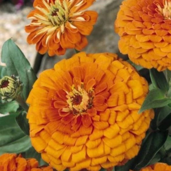 Super Yoga Elegans Orange Zinya Çiçeği Tohumu(40 tohum) - 11