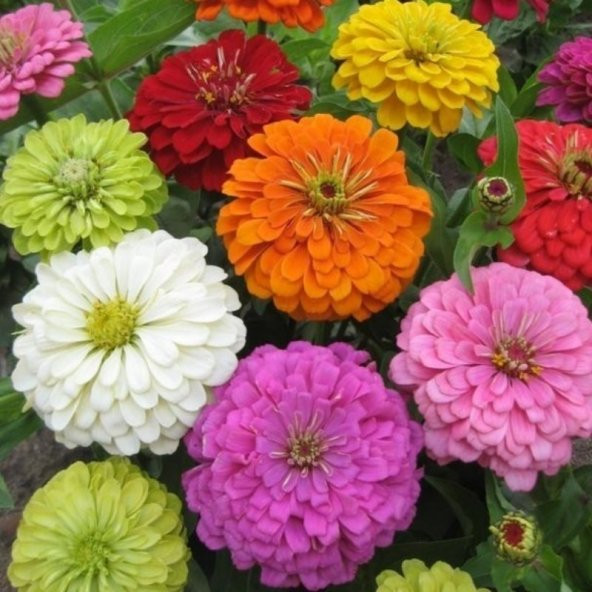 Dahlia Çiçekli Dream Rosy Lavender Zinya Çiçeği Tohumu(40 tohum) - 2