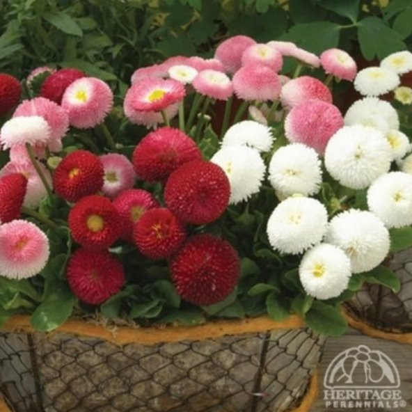 Mix Katmerli Bellis Perennis Ponpon İngiliz Çayır Papatyası Çiçeği Tohumu(100 tohum)