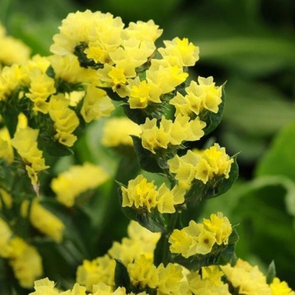 Limonium Sinuatum Deep Yellow Deniz Lavantası Tohumu(30 tohum) - 7