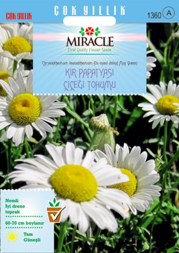 Miracle Krizantem Kır Papatyası Çiçeği Tohumu (100  tohum) - 7