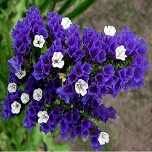 Limonium Sinuatum Deep Blue Deniz Lavantası Tohumu(30 tohum) - 10