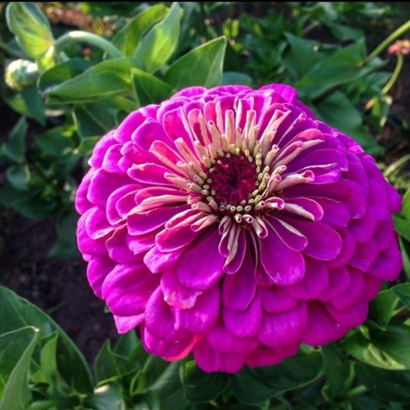 Dahlia Çiçekli Violet Quen Zinya Çiçeği Tohumu(40 tohum) - 5