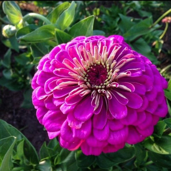 Dahlia Çiçekli Violet Quen Zinya Çiçeği Tohumu(40 tohum) - 9