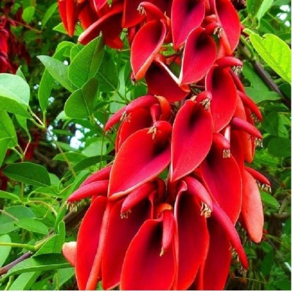 Erythrina Crista Galli Mercan Ağacı Fidanı Özel Çeşit(20-40 cm) - 2