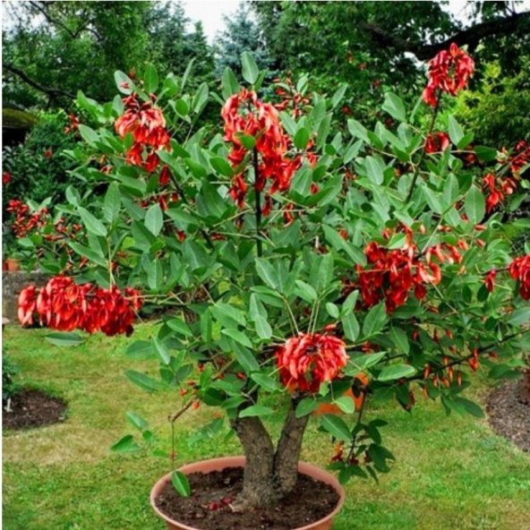 Erythrina Crista Galli Mercan Ağacı Fidanı Özel Çeşit(20-40 cm) - 3