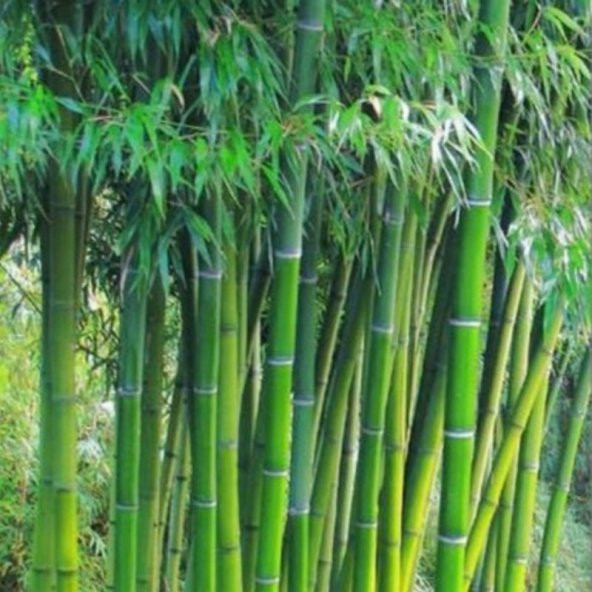 Tüplü Bambu Fidanı (20-50cm)