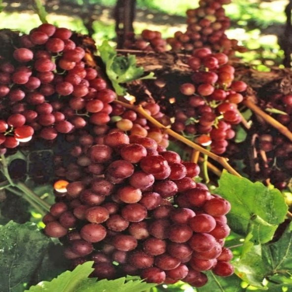 Tüplü Kırmızı Flame Seedless Çekirdeksiz Üzüm(Asma-Bağ) Fidanı - 3