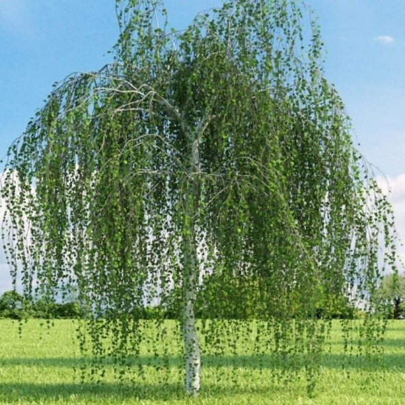 Tüplü Betula Alba Huş Ağacı Fidanı - 1