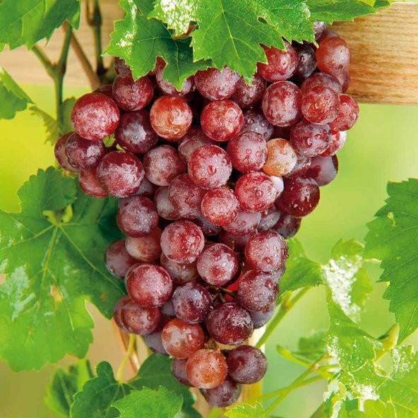 Tüplü Kırmızı Flame Seedless Çekirdeksiz Üzüm(Asma-Bağ) Fidanı - 2