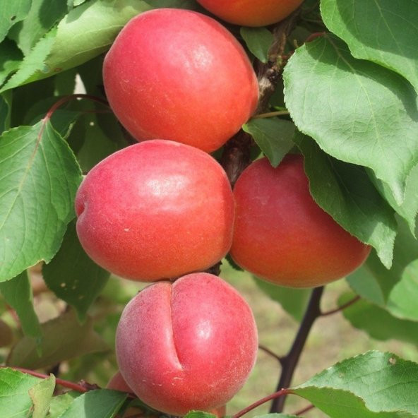 Tüplü Yüksek Verimli Zaiges Red Kırmızı Kayısı Fidanı - 4