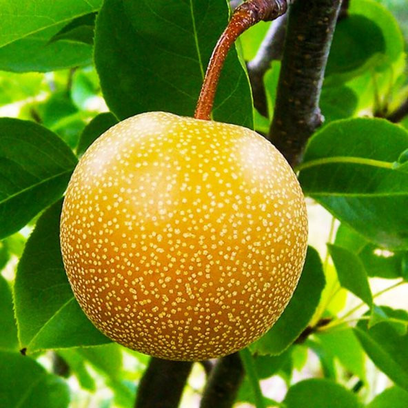 Tüplü Yarı Bodur Japon Armudu Kosui Fidanı - 8
