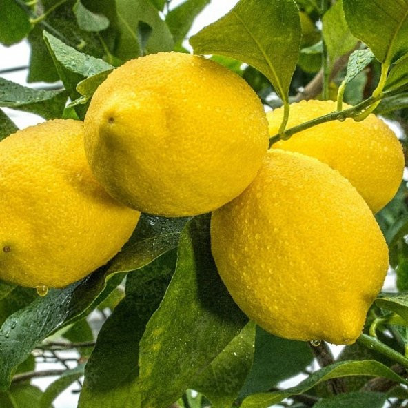 İri Meyveli Uzun Zagara Bianca Limon Fidanı - 2