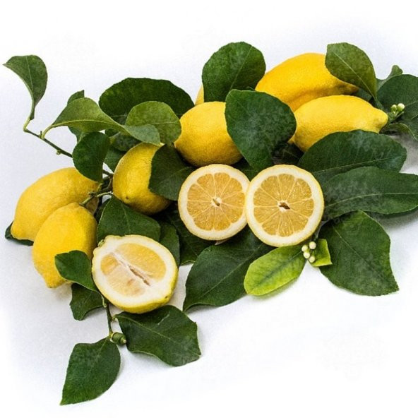 İri Meyveli Uzun Zagara Bianca Limon Fidanı - 5