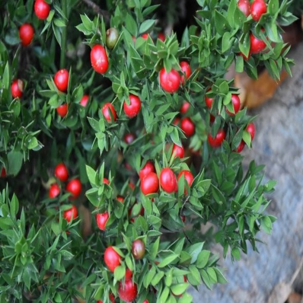 Tüplü Ruscus Aculeatus Kokina Tavşan Memesi Bitkisi Fidanı