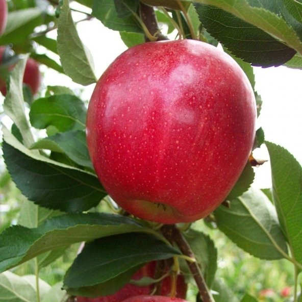 Tüplü Yarı Bodur Buckeye Gala Elma Fidanı - 6