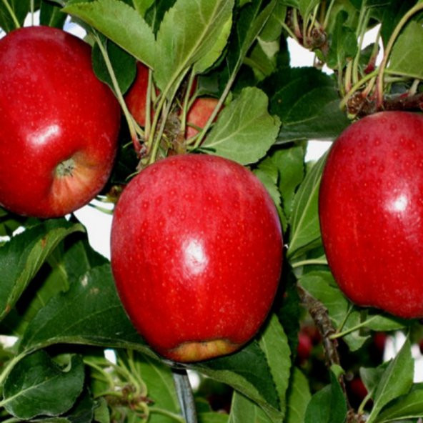 Tüplü Yarı Bodur Buckeye Gala Elma Fidanı - 11