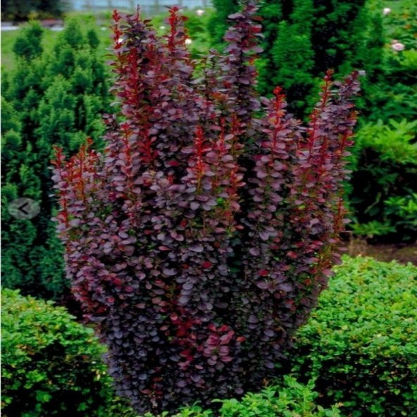 Tüplü Rocket Berberis Fidanı Kadın Tuzluğu Fidanı - 3