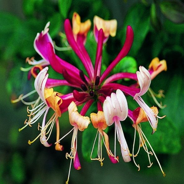 Tüplü Lonicera Periclymum 3 Renkli Kokulu Hanım Eli Fidanı(100-150 cm) - 7