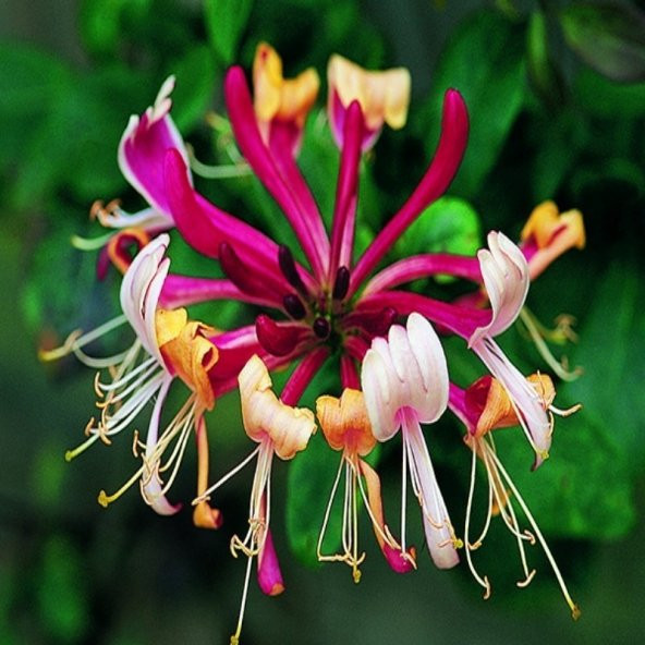 Tüplü Lonicera Periclymum 3 Renkli Kokulu Hanım Eli Fidanı(100-150 cm) - 8