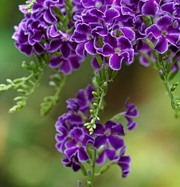 Özel Çeşit Duranta Erecta Ağaç Menekşesi Fidanı (50-60 cm) - 7
