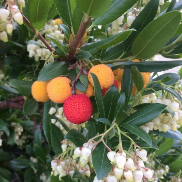 Tüplü Kocayemiş (Dağ Çileği) Fidanı (30-50 cm) 5 Adet - 5