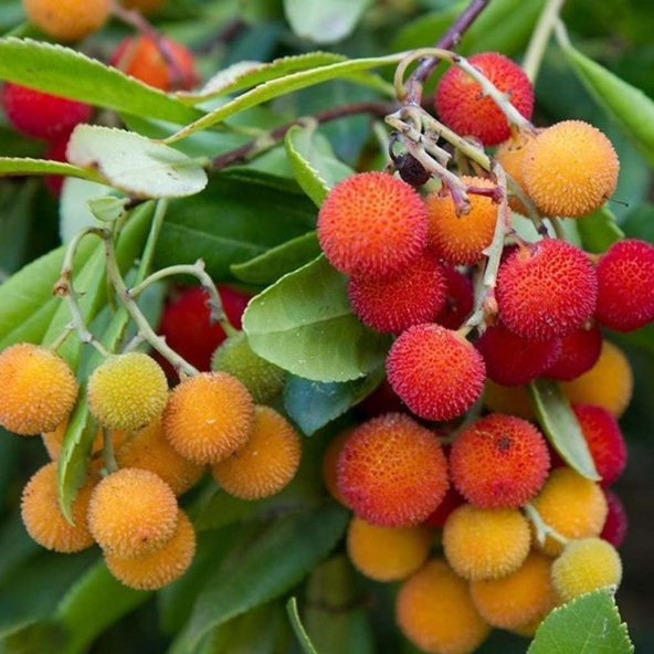 Tüplü Kocayemiş (Dağ Çileği) Fidanı (30-50 cm) 5 Adet - 12