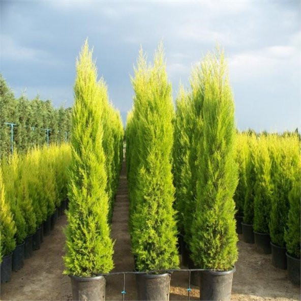 Tüplü Limoni Servi Fidanı (10 Adet 20-40 Cm)