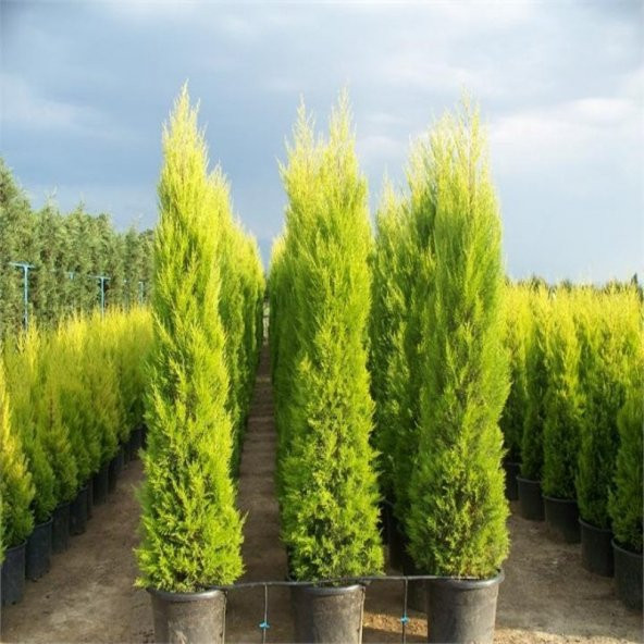Tüplü Limoni Servi Fidanı (10 Adet 20-40 Cm) - 3