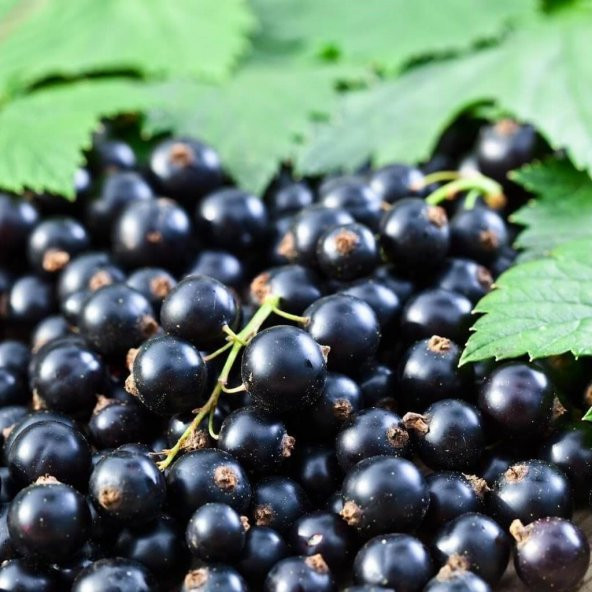 Tüplü Salkım İri Meyveli Booskop Giant Frenk Üzümü Fidanı - 8