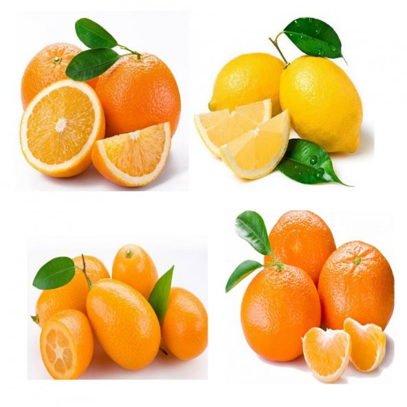 Özel Üretim Multi Narenciye Fidanı Paketi Saksılık Bodur Tipte - 2