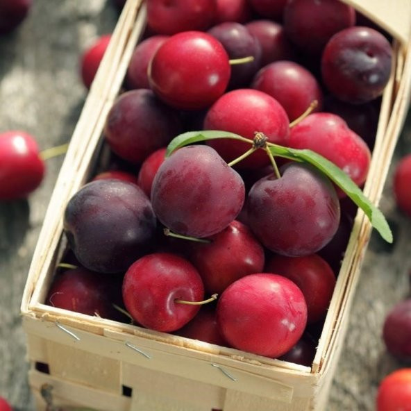 Tüplü Cherry Plum Nadir Mini Meyveli Kiraz Eriği Fidanı