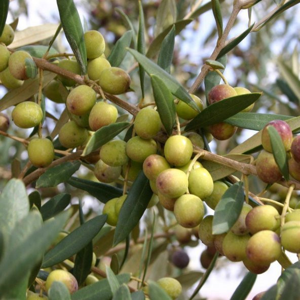 Tüplü İspanyol Bodur Arbequina Zeytin Fidanı(5-6 Yaş) - 6