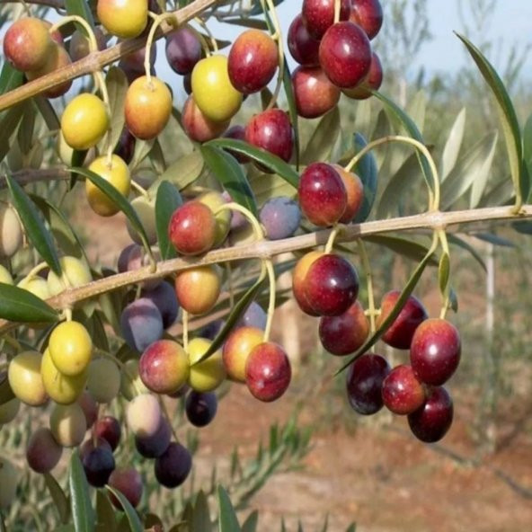 Tüplü İspanyol Bodur Arbequina Zeytin Fidanı(5-6 Yaş) - 10