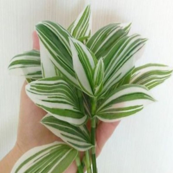 Yeşil Beyaz Multi Renkli Albiflora Telgraf Çiçeği 9 Luk Saksıda - 3