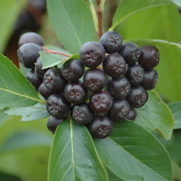 Viking Siyah Aronya Aronia Chokeberry Fidanı - 6