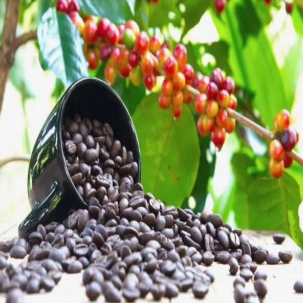 Tüplü Kendine Verimli Coffea Arabica Kahve Fidanı(5.5 Luk Saksıda)