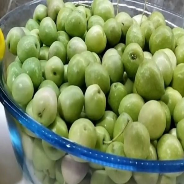 Tüplü Çil Topak Tavşan Yüreği Zeytin Fidanı