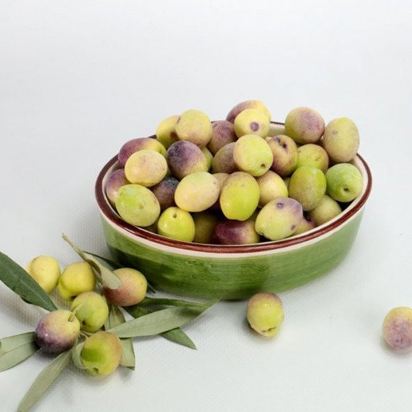 Aşılı Kırmalık Yağlık Ayvalık Edremit Zeytin Fidanı(100-150 cm)