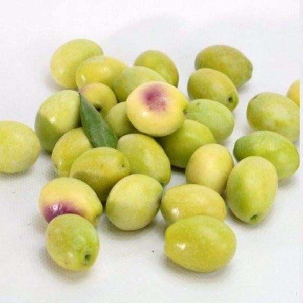 Aşılı Kırmalık Yağlık Ayvalık Edremit Zeytin Fidanı(100-150 cm) - 2