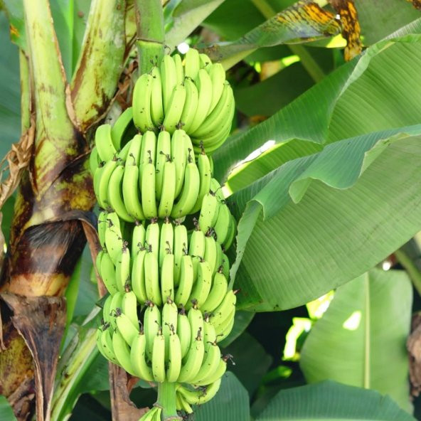 Tüplü Yüksek Verimli Bodur Azman Muz Fidanı - Resim 7