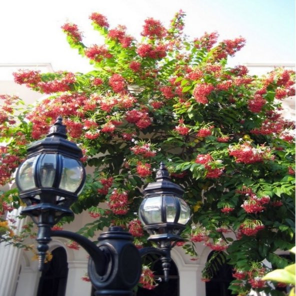 Quisqualis İndica Yoğun Kokulu Bindallı Sarmaşığı Fidanı (100-150 cm) - Resim 3