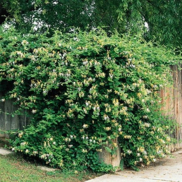 Kokulu Lonicera Caprifolium Hanım Eli Tohumu (5 tohum) - 4